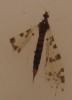 Eloeophila submarmorata